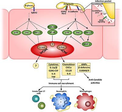 New Insights in Candida albicans Innate Immunity at the Mucosa: Toxins, Epithelium, Metabolism, and Beyond